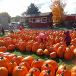 montessori-pumkin-patch-01